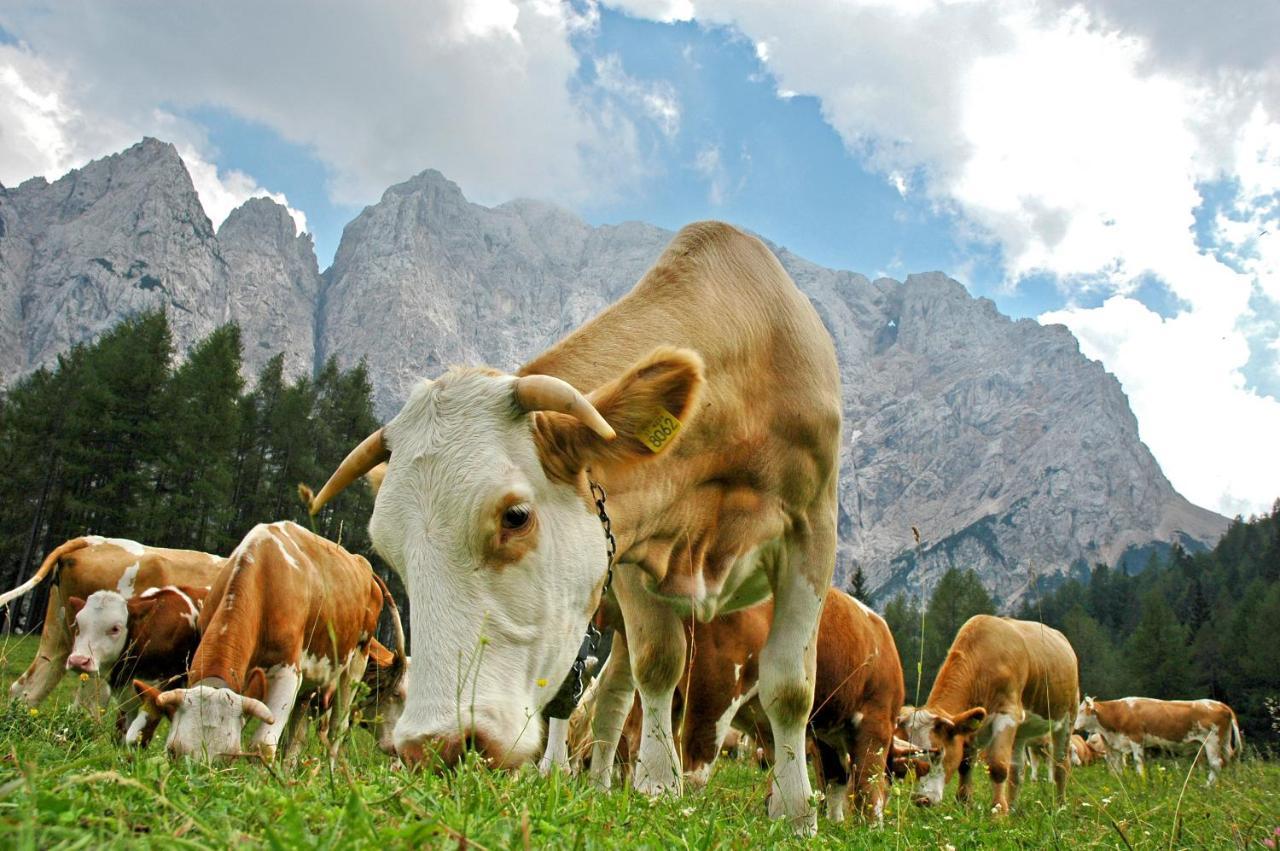 Bohinj Eco Hotel Bohinjska Bistrica Dış mekan fotoğraf
